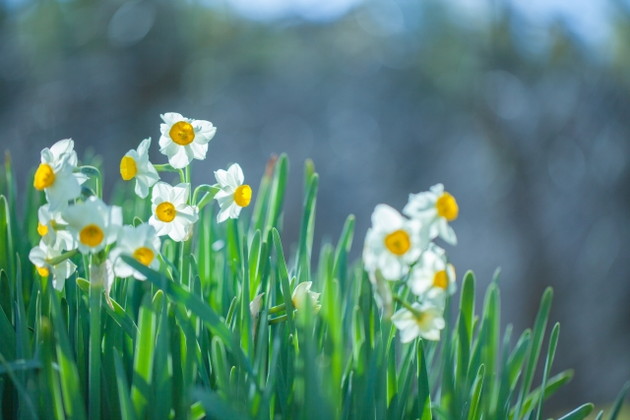 Japanese Narcissus