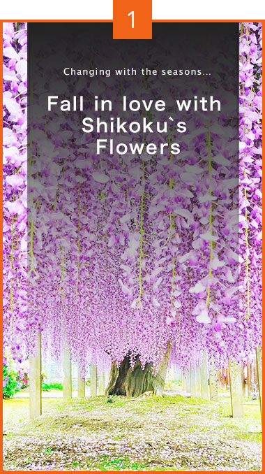Fall in love with Shikoku`s Flowers Changing with the seasons…